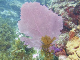 Fan Coral IMG 6330